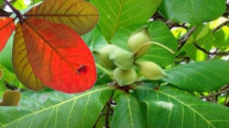 Lá bàng mọc đầy đường được ví như thuốc quý giúp kháng viêm, thanh nhiệt