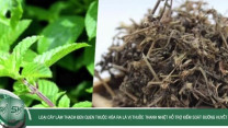 Loại cây làm thạch đen quen thuộc hóa ra là vị thuốc thanh nhiệt hỗ trợ kiểm soát đường huyết