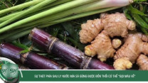 Sự thật phía sau ly nước mía sả gừng được đồn thổi có thể “gọi máu về”