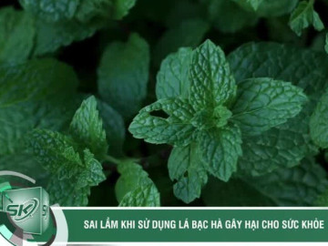 Sai lầm khi sử dụng lá bạc hà gây hại cho sức khỏe