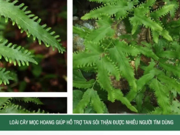 Loài cây mọc hoang giúp hỗ trợ tan sỏi thận được nhiều người tìm dùng