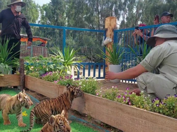 Du khách thích thú tận mắt 3 'chúa sơn lâm nhí' trong vườn thú ở Gia Lai