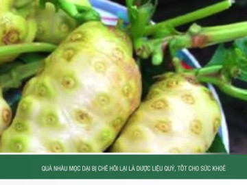 Quả nhàu mọc dại bị chê hôi lại là dược liệu quý, tốt cho sức khoẻ