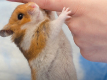 Nuôi chuột hamster, cô gái 30 tuổi mắc ký sinh trùng tấn công não