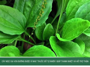 Cây mọc dại ven đường được ví như ‘thuốc bổ tự nhiên’ giúp thanh nhiệt và hỗ trợ thận