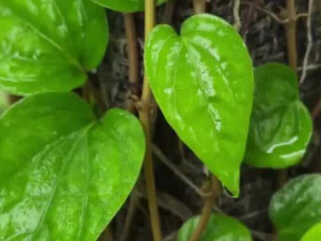 Loại lá rẻ tiền mọc khắp Việt Nam nhưng là 'vị thuốc' cực tốt cho sức khỏe