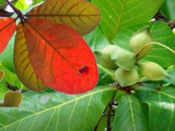 Lá bàng mọc đầy đường được ví như thuốc quý giúp kháng viêm, thanh nhiệt