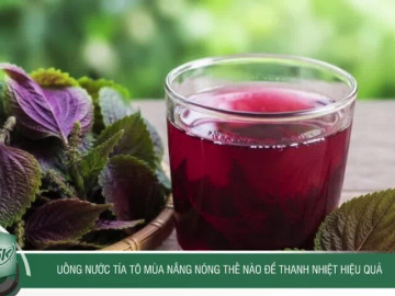 Uống nước tía tô mùa nắng nóng thế nào để thanh nhiệt hiệu quả