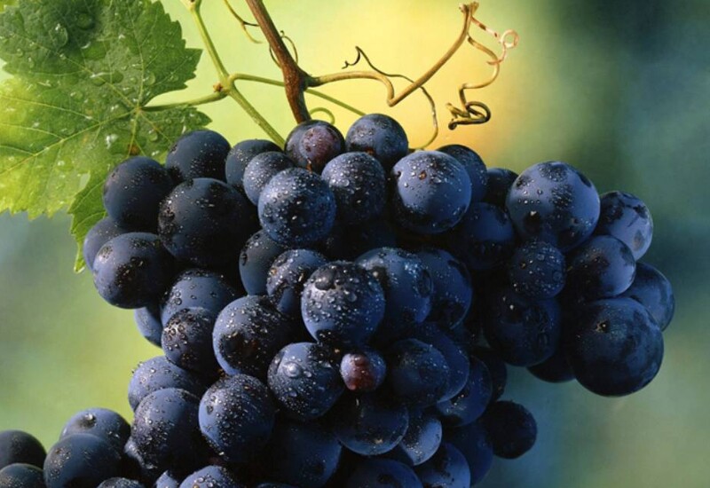 Nho tím nổi bật với lớp vỏ giàu anthocyanin - sắc tố tạo nên màu tím đặc trưng và góp phần chống oxy hóa. Bên cạnh đó, nho tím còn cung cấp vitamin C, vitamin K, kali cùng resveratrol, dưỡng chất thường được nhắc đến trong các nghiên cứu về tim mạch.
