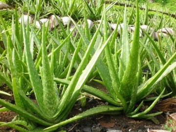 Nghề lạ ở Việt Nam: Loại cây xưa mọc dại bờ bụi nay thành đặc sản mùa hè được ưa chuộng, trồng 6 tháng cho thu hoạch