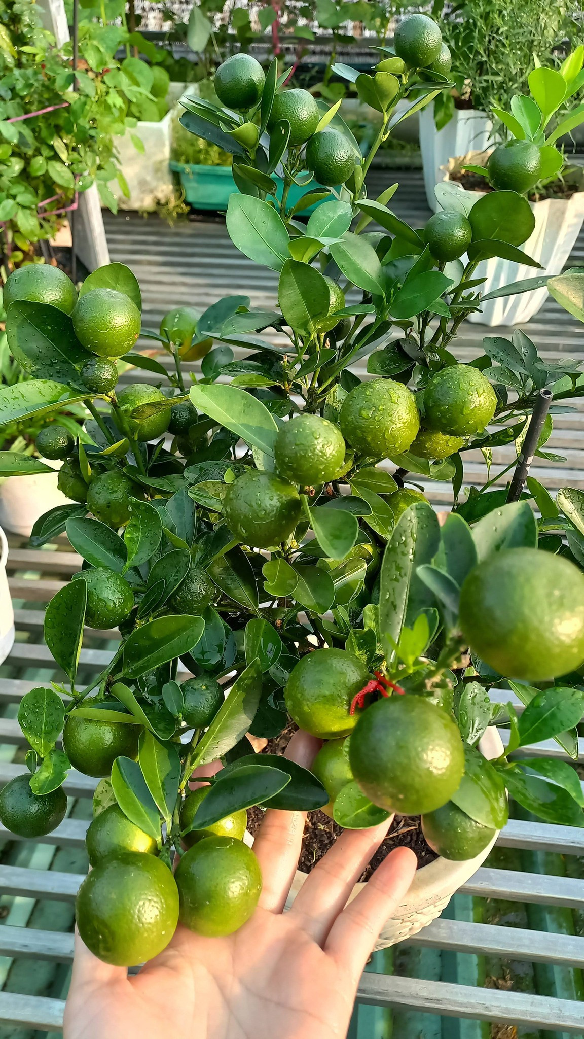 Người phụ nữ TPHCM bỏ chơi phong lan, biến sân thượng thành vườn rau xanh mướt - 8