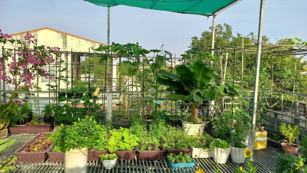 Chị Kiều phủ kín sân thượng và phần mái che sân nhà thành vườn rau quanh năm xanh mát