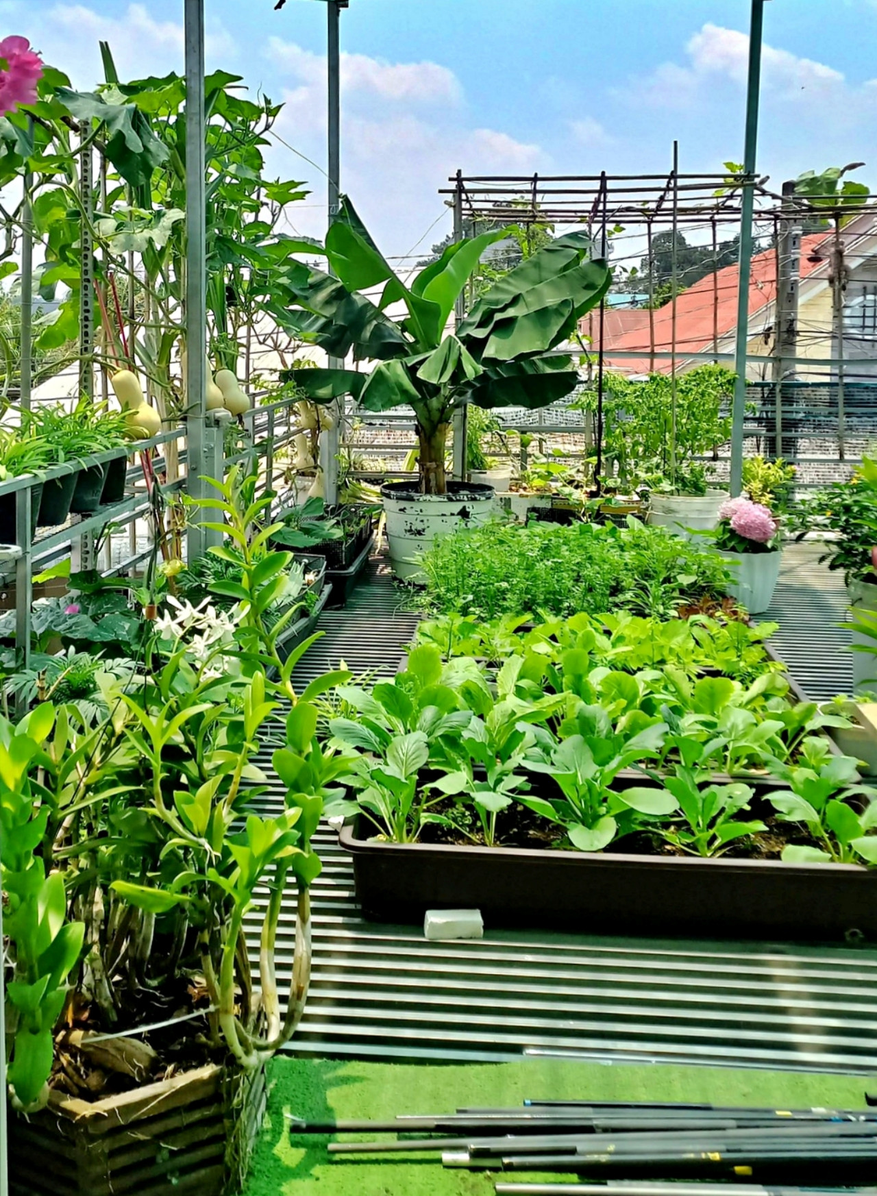 Người phụ nữ TPHCM bỏ chơi phong lan, biến sân thượng thành vườn rau xanh mướt - 4