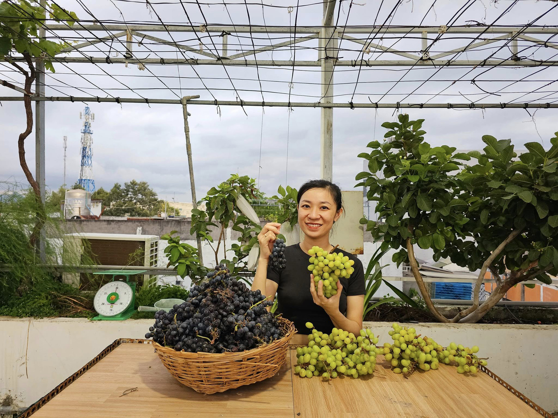 Gia đình ở Lâm Đồng làm vườn 72m2 trên sân thượng, ăn trái cây sạch quanh năm - 1