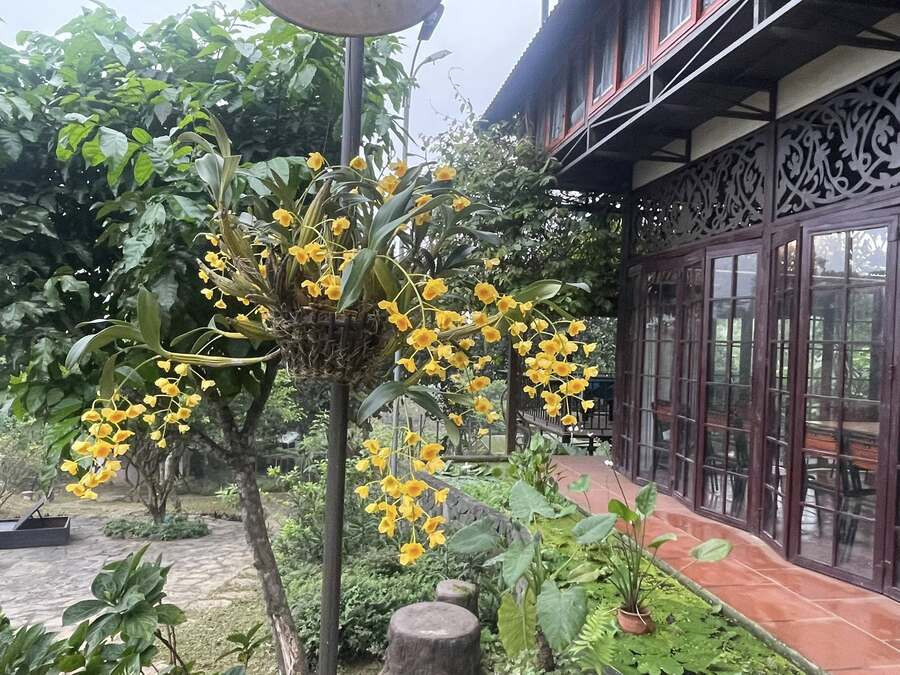 NSND Bạch Tuyết an yên trong biệt thự, NSND Minh Hằng sống một mình ở nhà vườn 20.000m2 - 8
