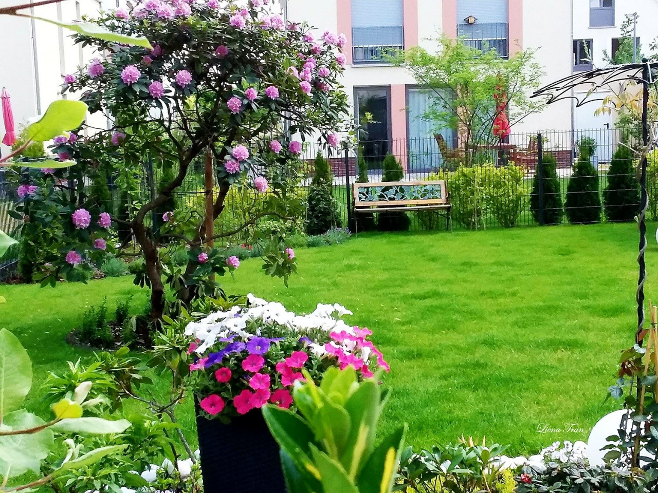 Chị dành một khu vực trồng các loại rau quê nhà Việt Nam