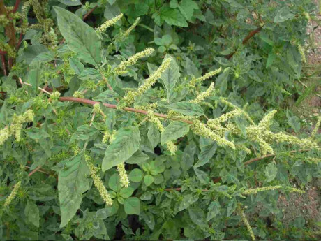 Cây dại mọc bờ ruộng xưa cho gà ăn, nay thành đặc sản được dân thành phố săn lùng, từ 10.000 đồng/kg, tốt cho bà bầu