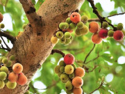 10 loại quả giá rẻ nhưng là "kho báu" dinh dưỡng tốt cho bà bầu, được bán đầy chợ Việt với giá từ 5.000 đồng/kg