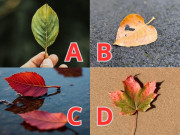 Bà bầu - Trắc nghiệm: Còn bao lâu nữa em bé sẽ đến với vợ chồng bạn? Chọn một chiếc lá sẽ biết ngay