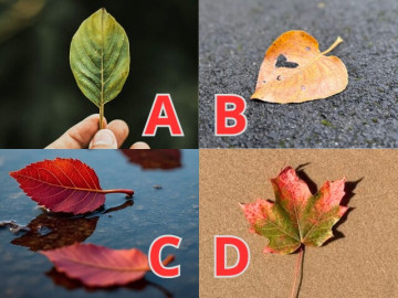 Bà bầu - Trắc nghiệm: Còn bao lâu nữa em bé sẽ đến với vợ chồng bạn? Chọn một chiếc lá sẽ biết ngay