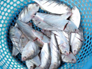 Yêu con - Loại cá 40 nghìn/kg là đặc sản được ưa chuộng, giàu DHA và canxi, thịt ngọt ít xương con ăn thun thút