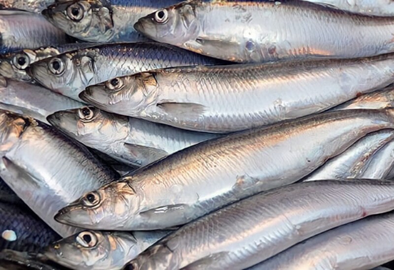 Cá trích nổi bật với hàm lượng omega-3, vitamin D và canxi dồi dào, giúp hỗ trợ sức khỏe xương khớp, tim mạch và hệ miễn dịch. Loại cá này còn chứa nhiều chất chống oxy hóa góp phần bảo vệ tế bào trước tác động của gốc tự do.