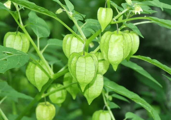 3 loại rau dại mọc đầy vườn, xưa nhổ bỏ nay lên đời thành đặc sản, ăn một mớ tốt ngang thịt bò, tốt cho sức khỏe - 5