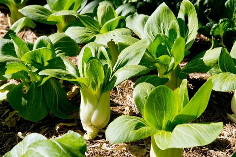Cải thìa được trồng phổ biến ở Việt Nam, giá rất rẻ (Ảnh minh hoạ)