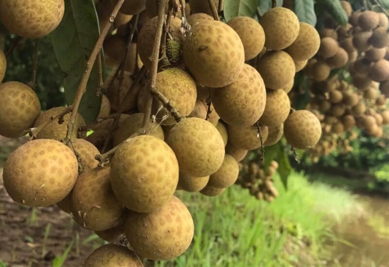 Nhãn lồng - một sản vật tiến vua lừng lẫy của vùng đất Hưng Yên, đặc biệt là phường Phố Hiến là đặc sản phải thử khi du lịch tại đây. Những quả nhãn to tròn, vỏ vàng óng, ẩn chứa bên trong là lớp cùi dày trắng trong, mang vị ngọt đậm đà, thanh tao không nơi nào có được.