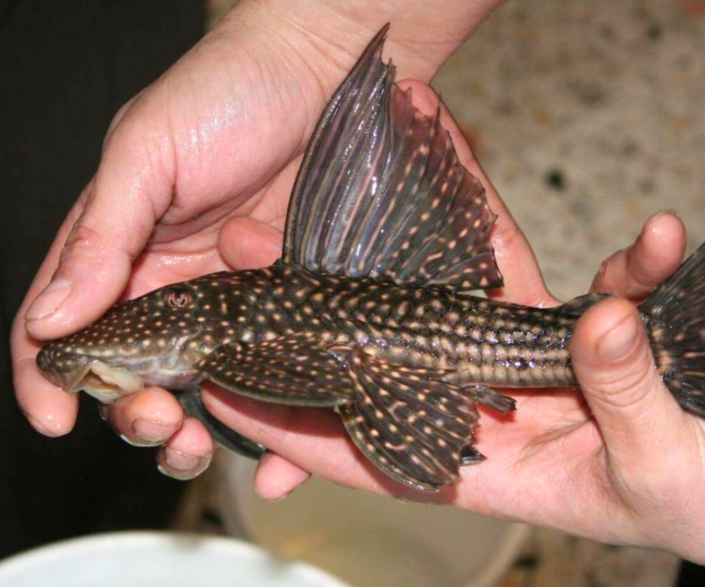 Ban đầu chỉ là những lần thử nghiệm mang tính tò mò, nhưng khi được chế biến đúng cách, phần thịt cá bên trong lại khiến nhiều người bất ngờ.