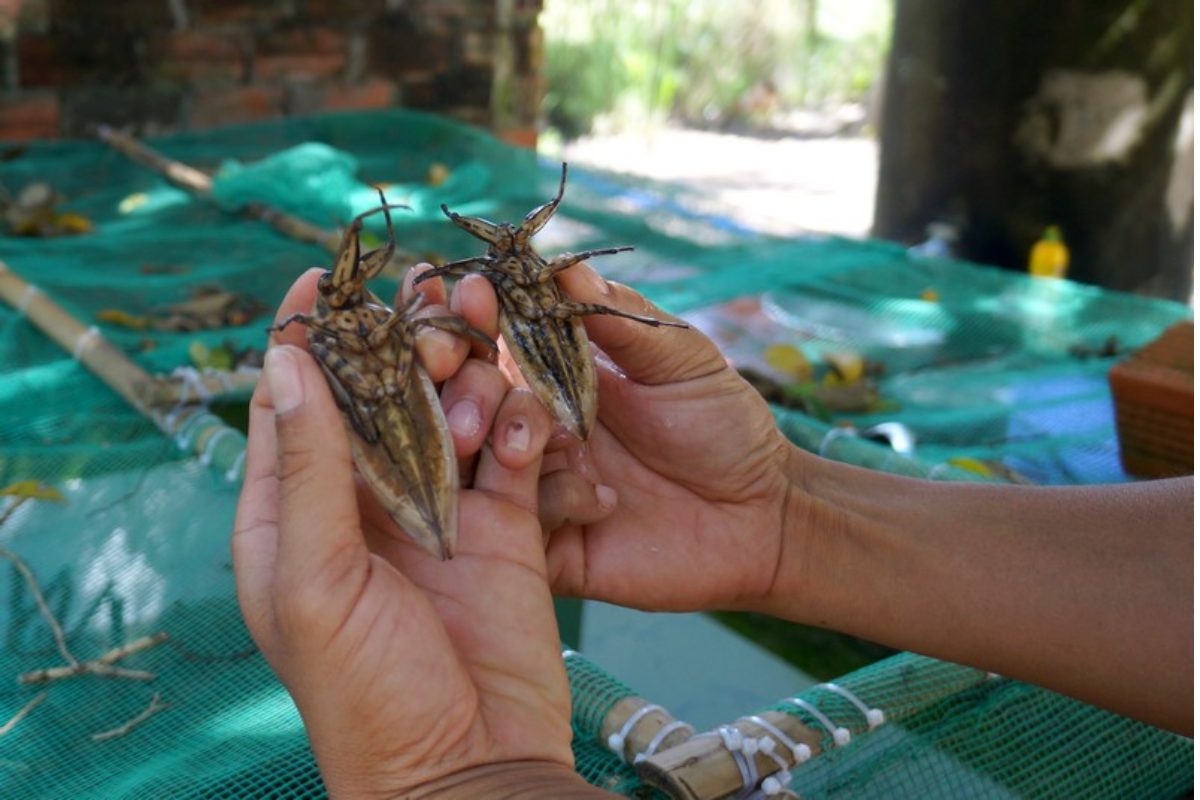 Nhờ việc làm chủ quy trình nhân giống và kiểm soát chặt chẽ các giai đoạn sinh trưởng, người nuôi có thể chủ động thiết lập chu kỳ gối đầu cho các lứa cà cuống.