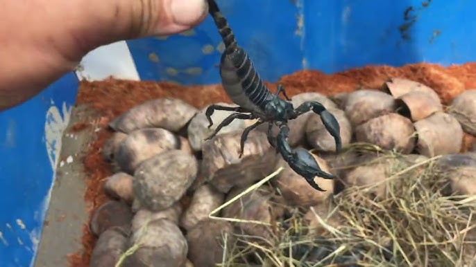 Tuy khi nhìn vào “rợn tóc gáy” nhưng bò cạp cũng có nhiều giá trị kinh tế, được thị trường săn lùng.