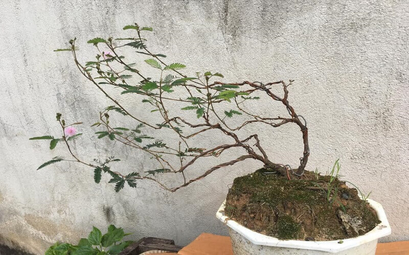 Từ loài cây mọc dại đầy quê, hoa trinh nữ được tạo dáng thành cây cảnh lạ, thậm chí có thể mang lại nguồn thu đáng kể cho người làm vườn nếu biết chăm sóc và tạo thế.