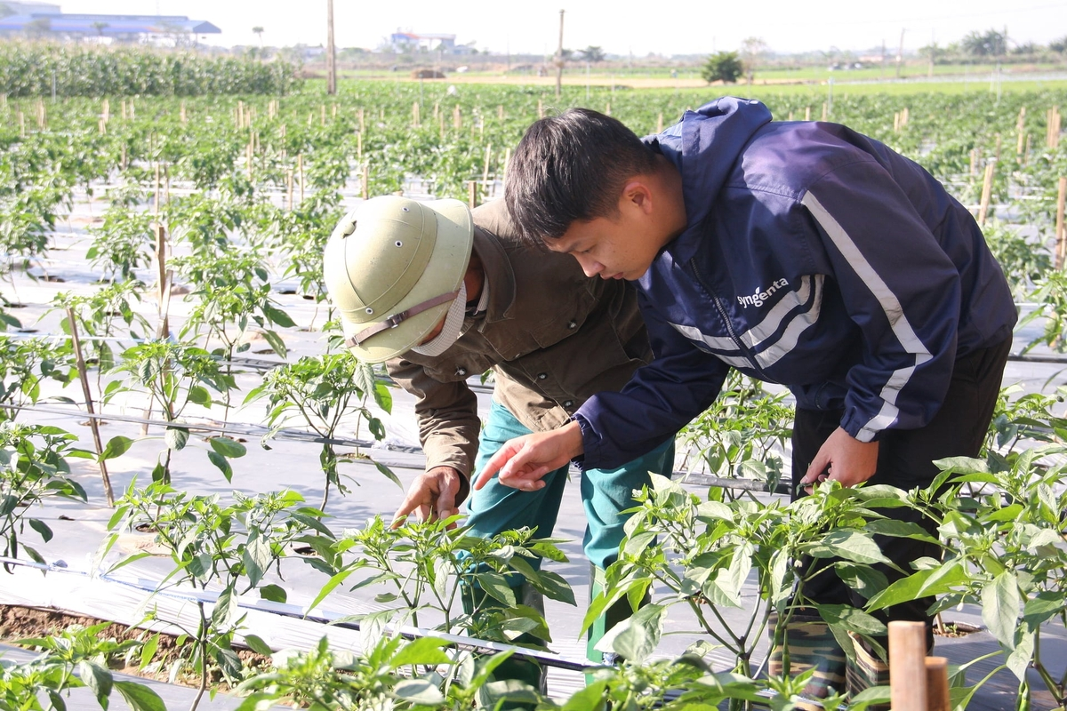 Quá trình trồng ớt đòi hỏi yêu cầu kỹ thuật cao hơn trồng lúa và cây hoa màu khác. Chính vì vậy trong quá trình chăm sóc cần phải chú ý để phòng ngừa bệnh cho cây.