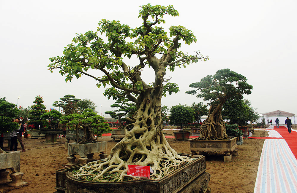 Với những cây bonsai bồ đề có dáng độc, lâu năm sẽ có mức giá lên đến 1 tỷ đồng.
