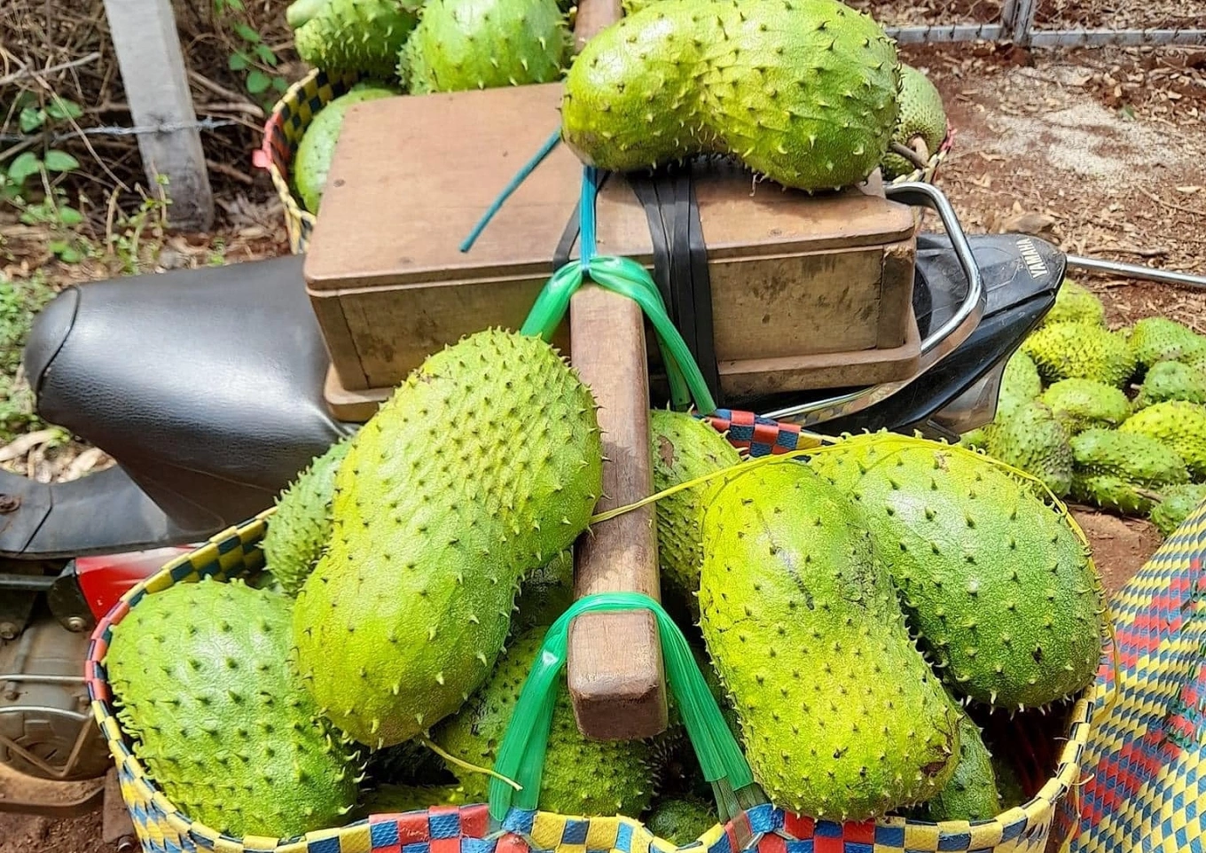 Trồng mãng cầu xiêm mang lại thu nhập bình quân 200-600 triệu đồng/ha/năm tùy quy mô và cách chăm sóc. Sau khi trừ chi phí, mức lợi nhuận thu về dao động từ 70 triệu đến hơn 300 triệu đồng/ha.
