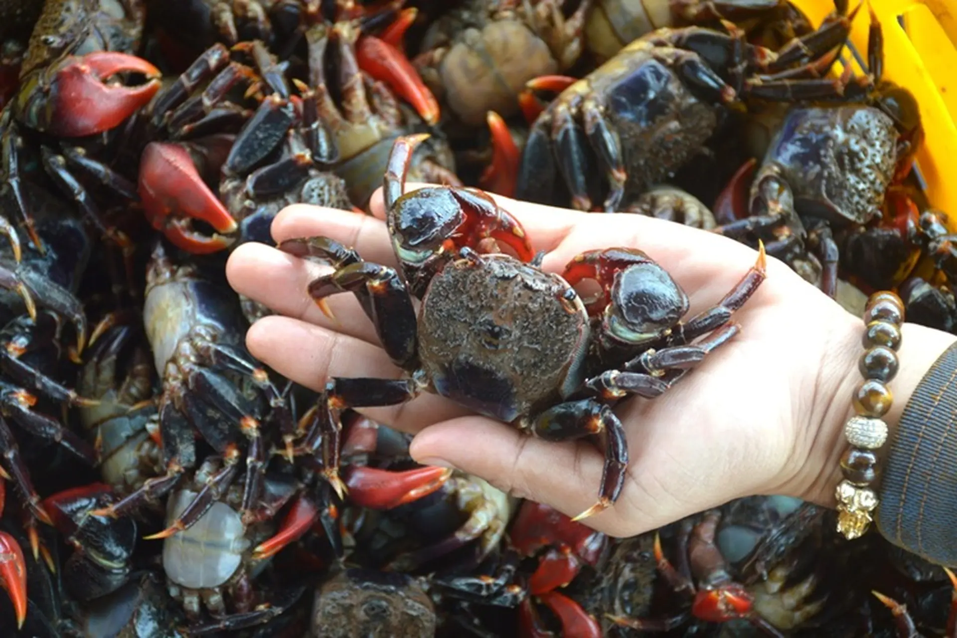 Phía sau cái tên “chù ụ” lạ tai là một món ngon đậm chất địa phương, từng gắn bó với đời sống cư dân vùng ven biển và dần trở thành đặc sản được nhiều thực khách tìm ăn mỗi khi có dịp về miền Tây.