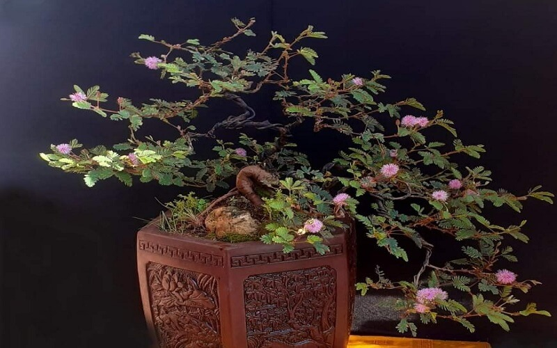 Cây hoa trinh nữ vốn có sức sống mạnh, thích nghi tốt với nhiều môi trường. Chính vì vậy, khi được đưa lên chậu, cây không quá khó chăm nếu người trồng nắm những nguyên tắc cơ bản.