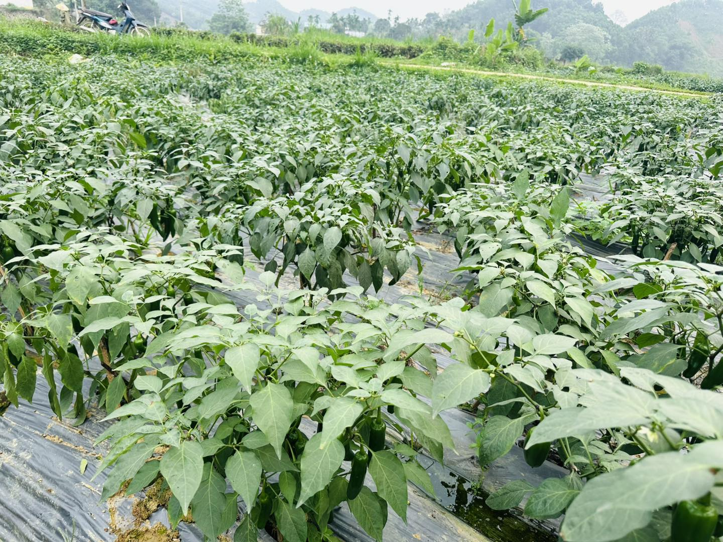 Đất trồng ớt J xanh nên là đất tơi xốp, thoát nước tốt, không bị ngập úng. Trước khi xuống giống, bà con cần vệ sinh đồng ruộng, dọn sạch tàn dư cây trồng cũ, cày xới kỹ, lên luống cao để hạn chế đọng nước trong mùa mưa.