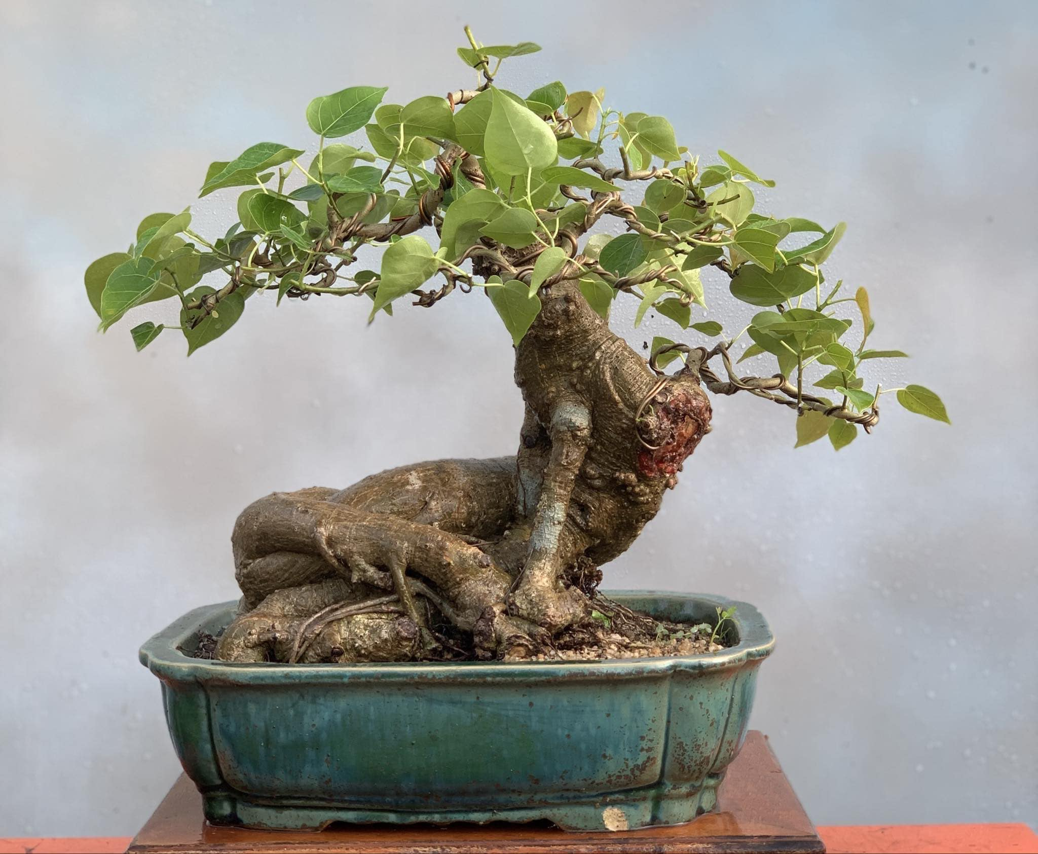 Trên thị trường cây cảnh, giá của bonsai bồ đề dao động từ vài trăm nghìn cho đến chục triệu đồng.