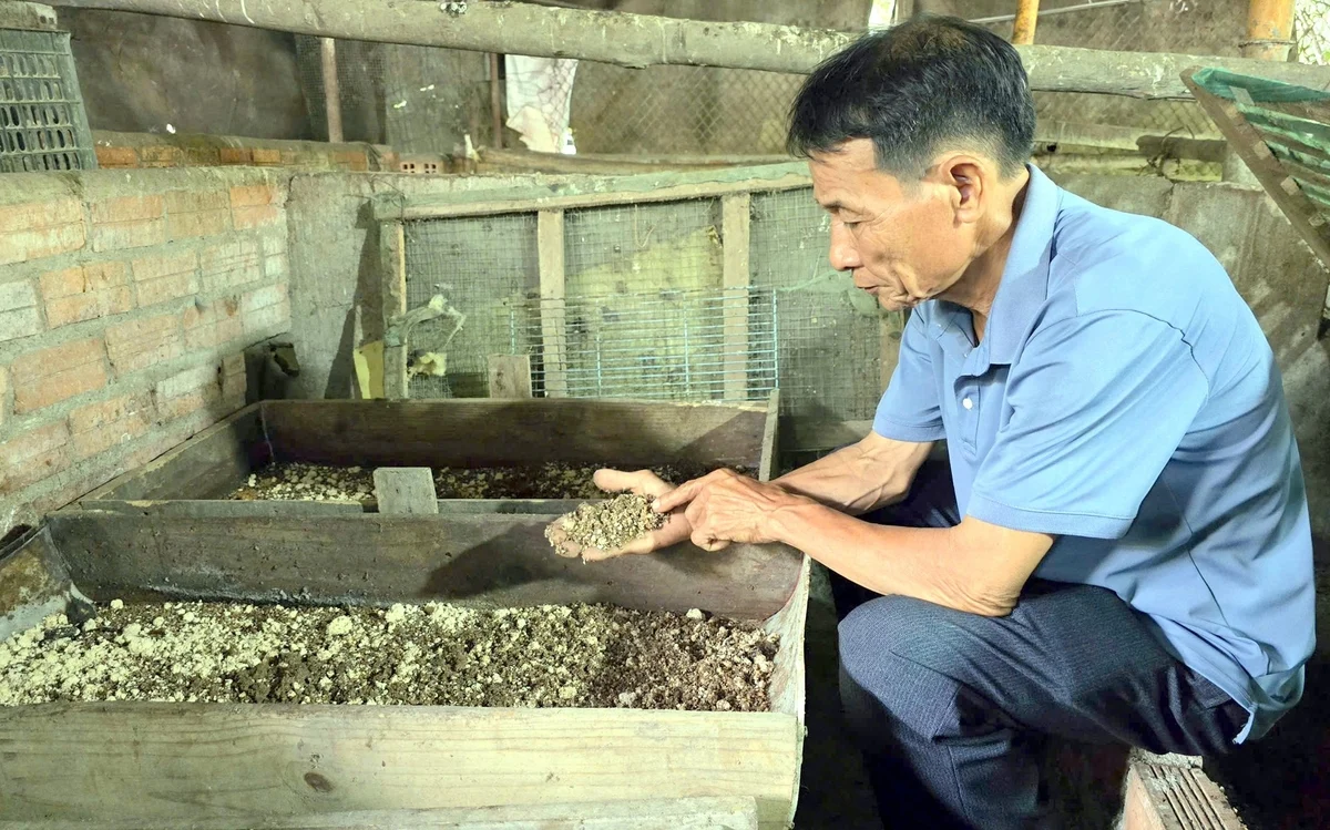 Với những mô hình chăn nuôi khép kín, người nuôi không cần bán ra ngoài mà dùng ngay sâu canxi làm thức ăn, qua đó giảm đáng kể chi phí mua cám công nghiệp và chi phí chăn nuôi.