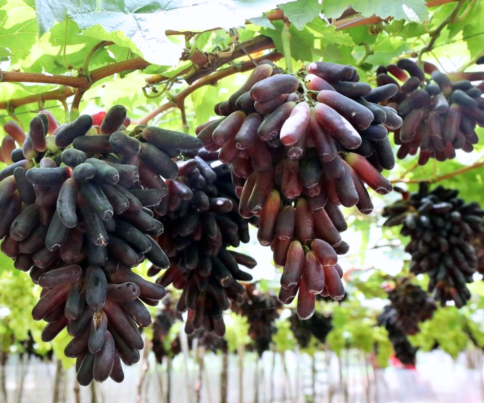 Nho là loại quả cung cấp lượng dinh dưỡng có lợi cho sức khỏe, được nhiều người yêu thích. Giống nho ngón tay có vị ngọt đậm, phần thịt chắc, giòn tan và không hạt.