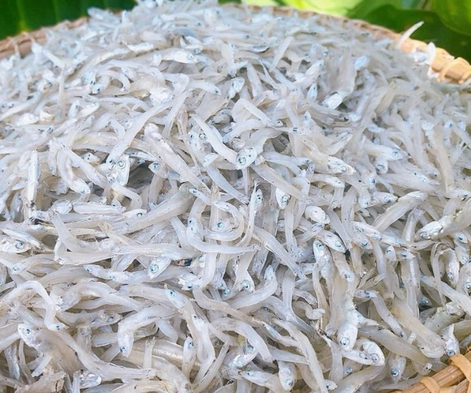 Cá cơm ngần (cá ngần) là loài cá đặc sản có thân nhỏ, trong suốt, không xương dăm, thịt mềm và vị ngọt thanh, thường có vào tháng 4-6 dương lịch.