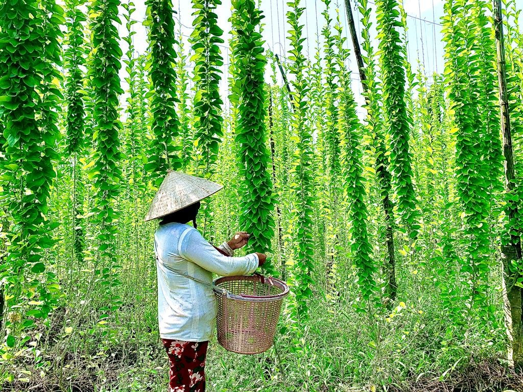 Trong bối cảnh nhiều mô hình nông nghiệp cần vốn đầu tư lớn và tiềm ẩn rủi ro thị trường, cây sương sâm lại trở thành lựa chọn an toàn đối với nhiều hộ dân. Nhờ đặc tính dễ sống, thời gian thu hoạch nhanh và nhu cầu ổn định, loại cây này giúp người trồng có nguồn thu đều đặn quanh năm.