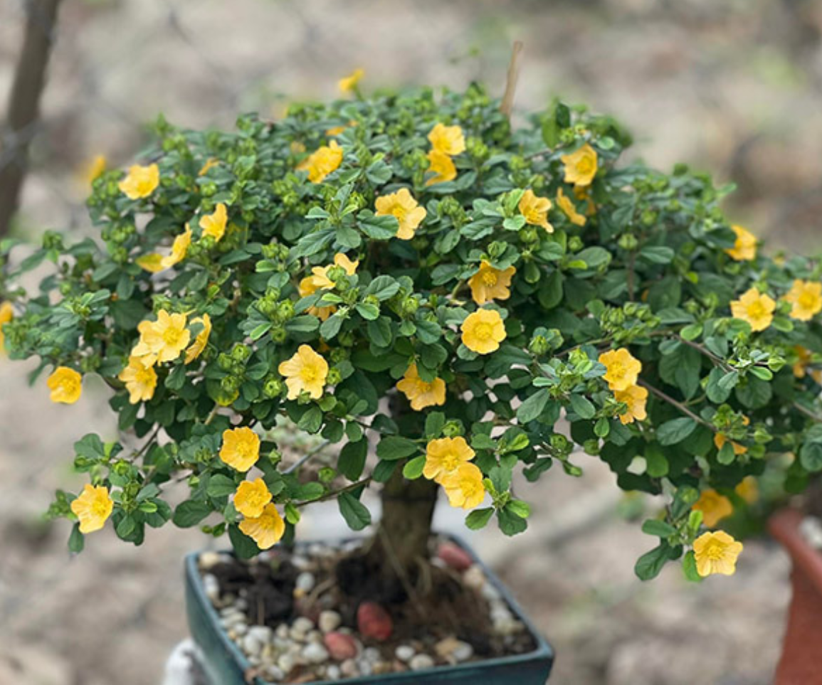 Trước đây, phần lớn người dân chỉ xem hoa ké như một loại cây hoang dại, ít ai nghĩ rằng có ngày loài cây này lại được đưa vào chậu, tạo thế và bán với giá không hề rẻ.