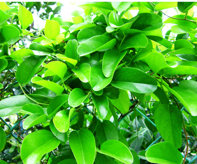 Sương sâm có thể trồng được quanh năm, tuy nhiên thời điểm tốt nhất là đầu mùa mưa khoảng tháng 5-6 âm lịch.