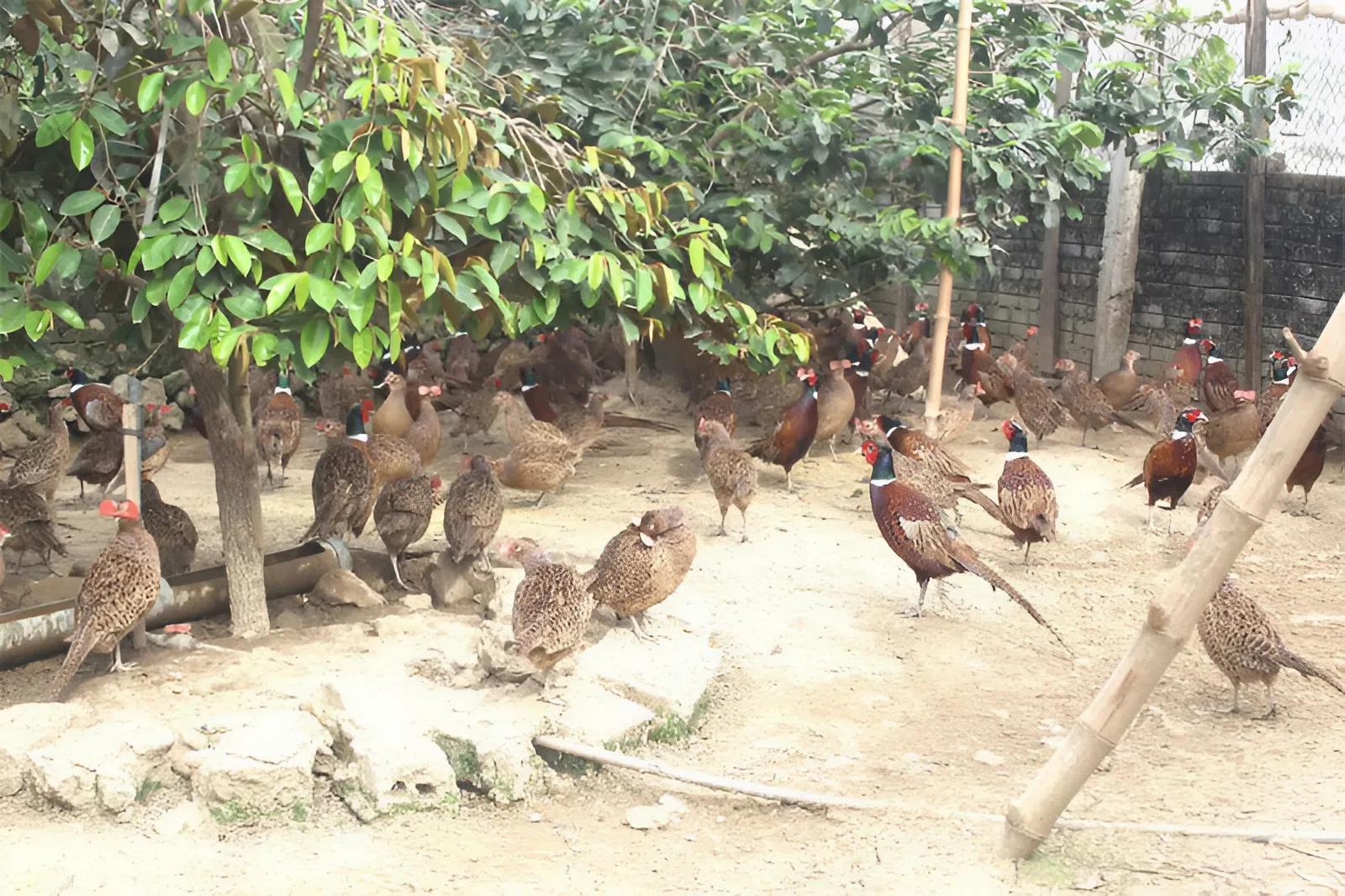 Nuôi con vật nghe tên amp;#34;ngượng đỏ mặtamp;#34;, lên phố bán 300.000 đồng/kg giúp người dân đổi đời, vươn lên làm giàu - 2
