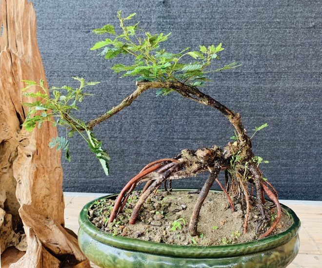 Cây hoa trinh nữ tùy kích thước, hình dáng, tán cây được người chơi rao bán từ vài chục nghìn đồng đến cả triệu đồng/cây. Cá biệt, phôi cây hiếm, đẹp có giá lên đến cả chục triệu đồng/cây.