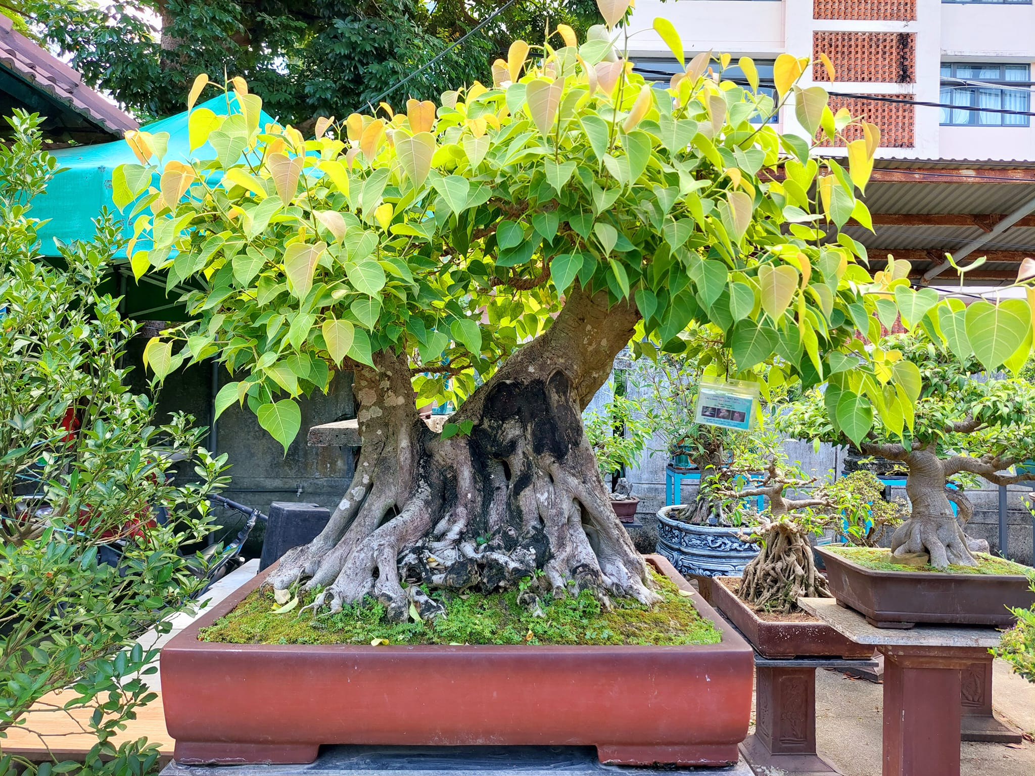 Một trong những lý do khiến bonsai bồ đề được yêu thích là khả năng tạo dáng linh hoạt. Cây có sức sống mạnh, dễ thích nghi với nhiều điều kiện thời tiết, có thể trồng trong chậu, ngoài sân hoặc trong không gian bán ngoài trời. Nếu được chăm sóc đúng cách, cây phát triển ổn định, dễ ra lá mới và có thể phục hồi sau khi cắt tỉa.