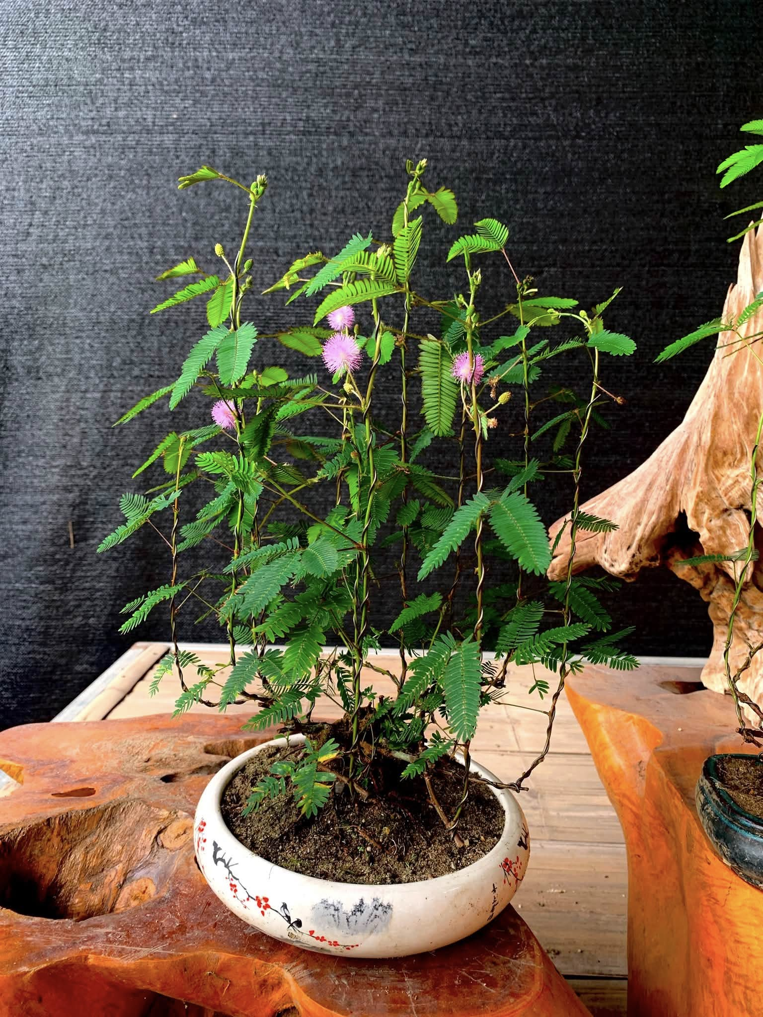 Người trồng, phối giống bonsai có thể thu về hàng trăm triệu đồng mỗi năm nhờ những cây có tư thế uốn lượn, nở hoa đều.